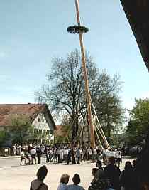 Bild Maibaumaufstellen