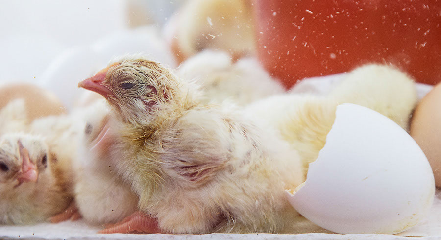 %_tempFileName027_2_858_60DII__MG_0771%